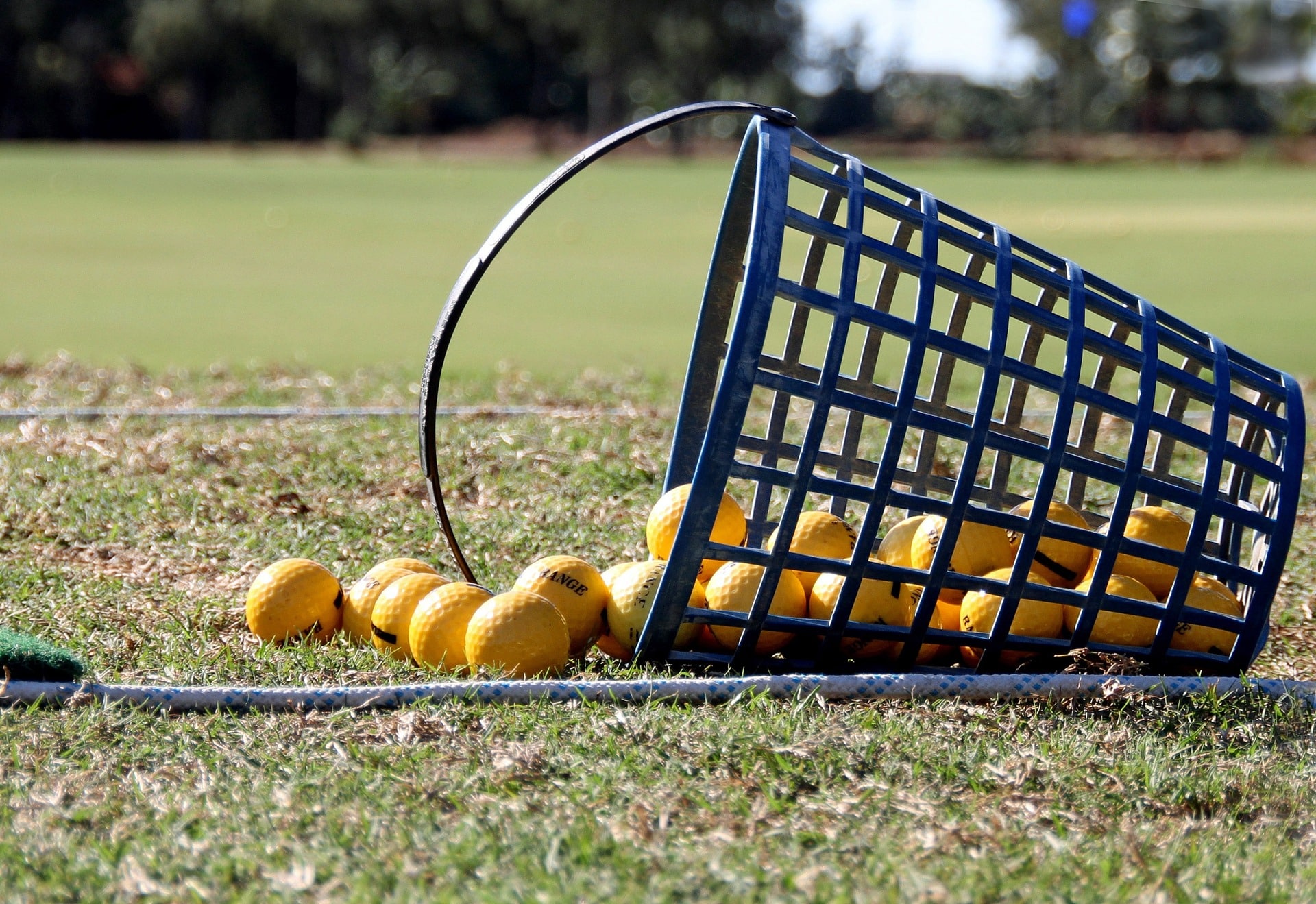 Yellow golf balls spilling from basket on grass